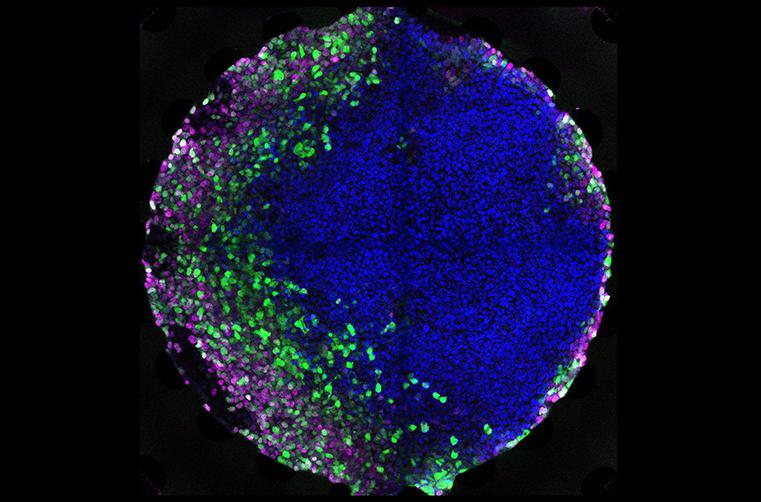 在微流控芯片上培養(yǎng)胚胎干細胞