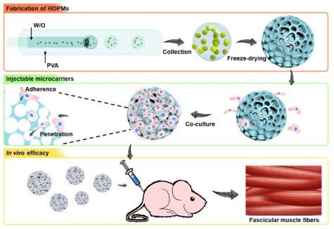 利用微流控技術構建高度貫通多孔微載體用于骨骼肌細胞的微創原位遞送