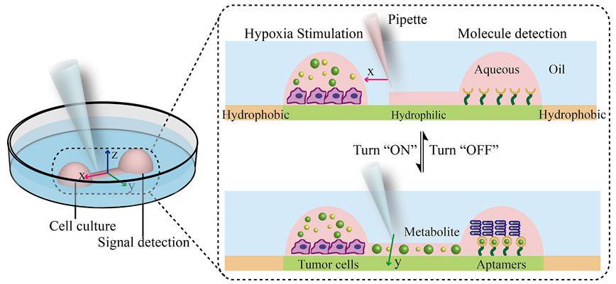 圖1. 開放式液體壁微流控芯片裝置上集成細胞培養(yǎng)及分泌蛋白檢測