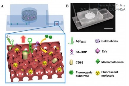 東南大學研究人員開發了一種名為ExoIDchip的微流體芯片，用于細胞外囊泡的有效分離和靈敏定量