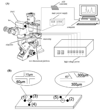 圖2.使用倒置顯微鏡和PMT檢測器在單個紅細胞分析中進行微流控芯片電泳。