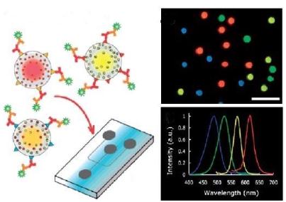 圖5.用于免疫傳感應用的QDs的示意熒光圖像和發射光譜
