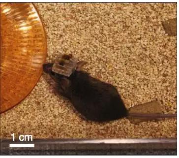 被戴上最新神經裝置的小鼠