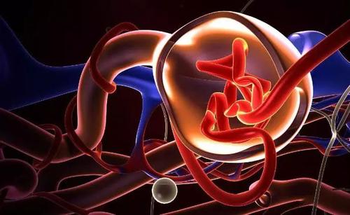 美國科學家開發(fā)出芯片上的腎小球 功能足以以假亂真