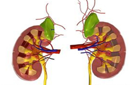美國科學家開發(fā)出芯片上的腎小球 功能足以以假亂真