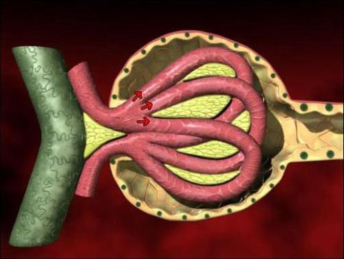 美國科學家開發(fā)出芯片上的腎小球 功能足以以假亂真