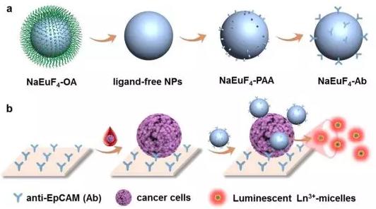 不用抓：鑭系發(fā)光納米探針