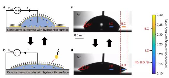 含有離子型表面活性劑的水滴在硅基片上收縮和鋪展，其接觸角隨直流電壓改變。&nbsp;