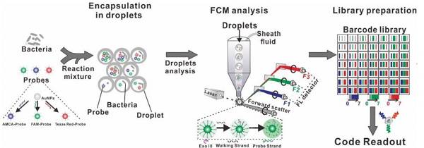 Figure 1.用于超復(fù)合細(xì)菌表型的SDwalker-Drop平臺的示意圖