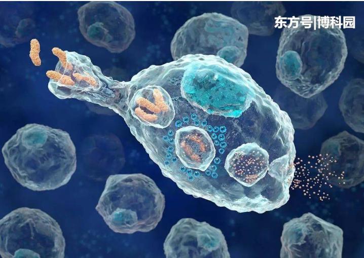 細(xì)胞在擁擠的細(xì)胞環(huán)境中移動(dòng)得更快？