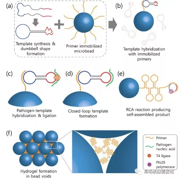圖2  利用瓊脂糖微珠通過RCA反應形成DNA水凝膠示意圖