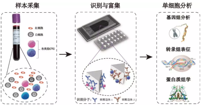 循環腫瘤細胞分析過程示意圖