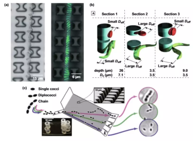 圖4 基于形態(tài)的DLD分離的應用。