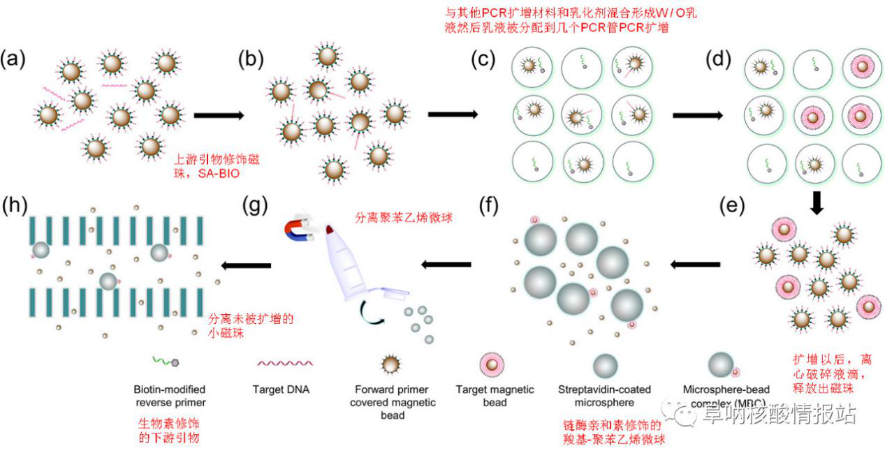 圖1 (a)和(b)混合磁珠和上游引物及樣品；(c)乳化混合物及聚合酶鏈反應(yīng)； (d)放大單目標(biāo)DNA；(e)液滴破碎；(f)捕獲改性聚苯乙烯微球；(g)從微球上分離游離磁珠；(h)捕獲磁珠陣列芯片。