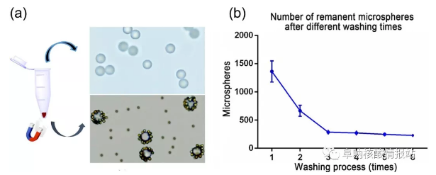 圖5 （a）上清液中游離微球和沉淀物中MBCs，研究了不同洗滌次數(shù)后殘留微球的數(shù)量。（b）經(jīng)過(guò)1次、2次洗滌后，殘余微球數(shù)量急劇減少，3次洗滌后逐漸減少，說(shuō)明大部分游離微球已被洗滌3次后清除。確定理想的洗滌時(shí)間是4。