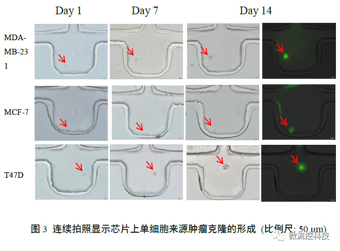 連續拍照顯示芯片上單細胞來源腫瘤克隆的形成