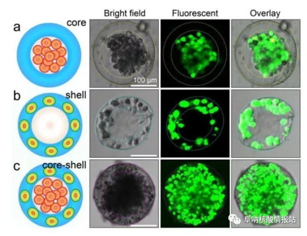 圖片4.png 圖3 3D核-殼支架中不同細胞的空間組裝a) 凝膠殼將HepG2細胞限制在核心中。b)通過交聯(lián)的藻酸鹽網(wǎng)絡固定在殼中的NIH-3T3成纖維細胞。c) 肝細胞在核心中同時組裝，在殼中成纖維細胞同時組裝，形成一滴人造肝臟。（比例尺100μm，細胞活力通過鈣黃綠素AM /EthD-1染色試劑盒進行表征。）