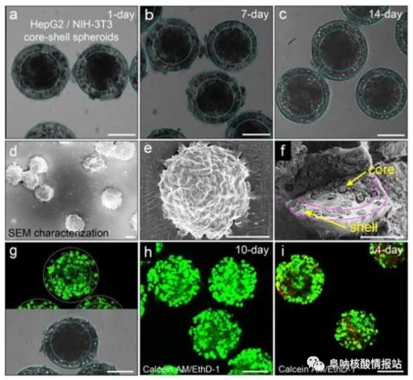 圖片5.png 圖4 在核-殼球體中共培養(yǎng)肝細胞和成纖維細胞。a-c) 肝細胞在核心和殼中的成纖維細胞分別共培養(yǎng)1天，7天和14天。隨著時間的推移，保持其球形形態(tài)。d-e)SEM圖像。f) 在核-殼結構中空間受限的細胞集合。g）在-80℃下凍兩周然后在37℃下融化之后，封裝在球狀體中的細胞的高存活力。h）封裝在球體中的細胞共培養(yǎng)10天顯示出高細胞活力。i）培養(yǎng)14天的細胞的活力略有下降。