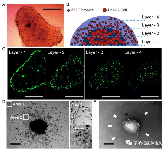 圖片9.png 圖8 液滴中3T3成纖維細胞和HepG2細胞形成的肝球體的結構特征
