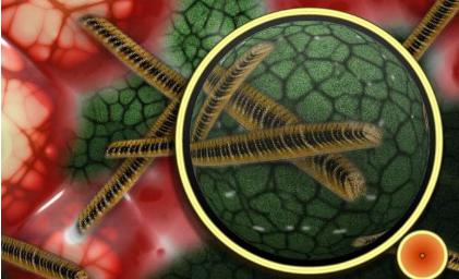 研究發現物理力會影響細菌的毒素抵抗力