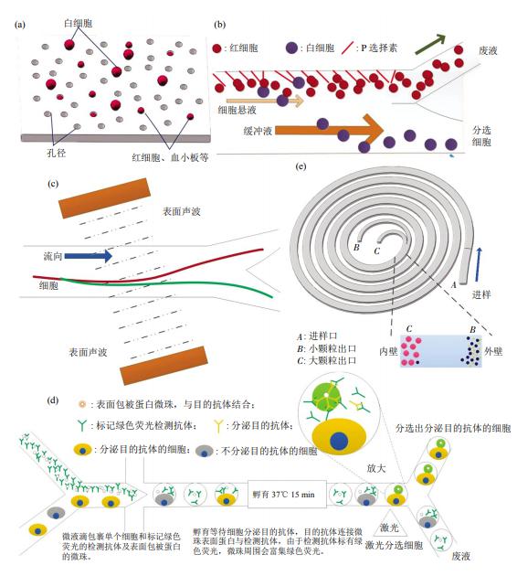 圖3無標簽細胞分離方法芯片結構示意圖