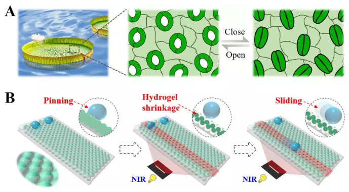 圖1 受植物刺激響應性氣孔啟發的可編程浸潤性陣列用于液滴操控的示意圖