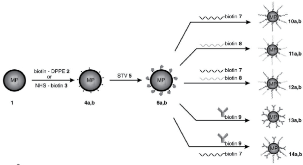 圖 3 半合成鏈霉親和素-生物素-磁小體模型示意圖[52]
