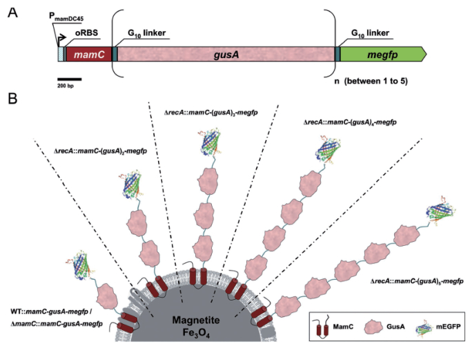 圖 5 mEGFP-（GusA）s-MamC在磁小體中的基因設(shè)計（A）和表達效果（B）示意圖[62]