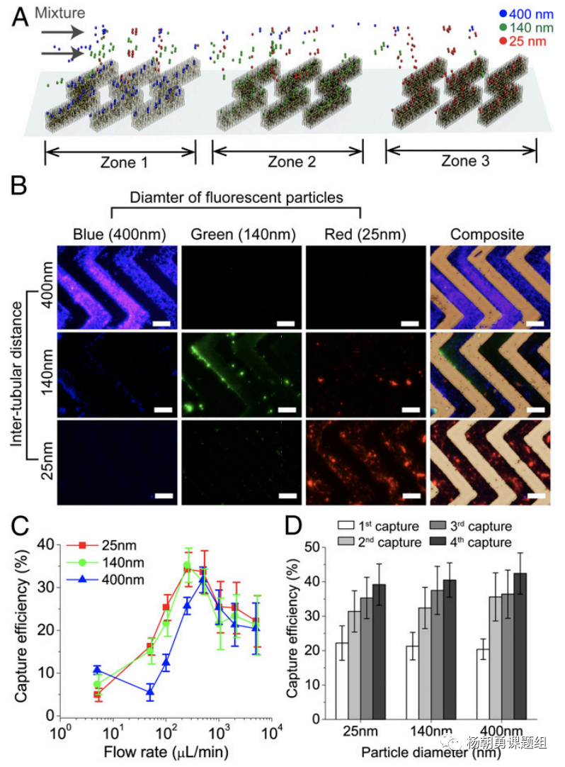 圖3 不同納米熒光粒子在芯片內(nèi)被捕獲。納米粒子按照其尺寸，在相對應的區(qū)域所捕獲，從而達到分離不同尺寸納米粒子的作用