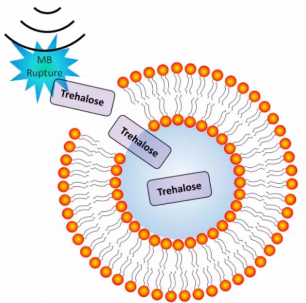 超聲誘導微泡破裂導致細胞膜短暫穿孔的圖示
