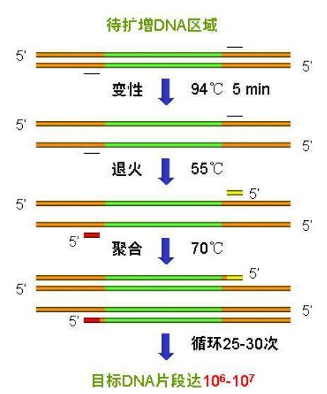 常用PCR儀用途及介紹