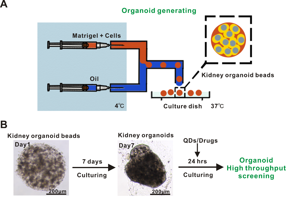 利用基于微流控技術的類器官模型成功實現納米材料生物安全性篩查