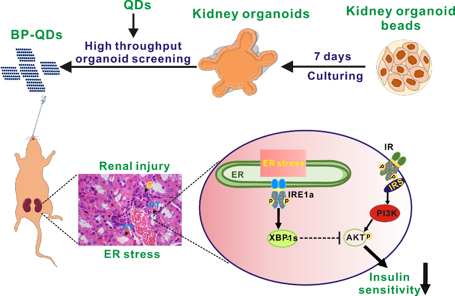 利用基于微流控技術的類器官模型成功實現納米材料生物安全性篩查