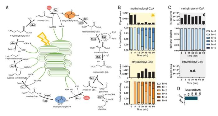 圖2.光驅動CO2的連續固定，并催化CO2轉化為有機酸