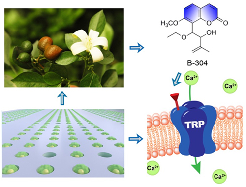 基于單細(xì)胞微流控技術(shù)的中藥TRP通道調(diào)節(jié)劑高效發(fā)現(xiàn)示意圖