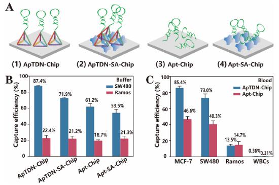 圖3.核酸適體不同微納米界面修飾的性能探究