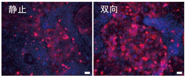 圖6：在角膜芯片內培養的角膜上皮細胞中的CK-19蛋白質（紅色）的表達