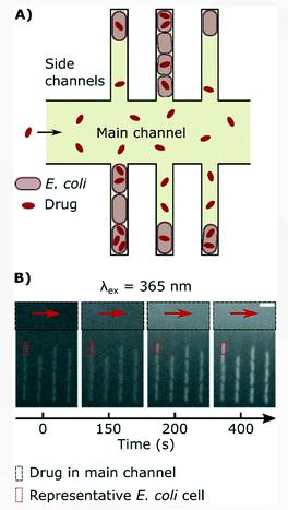 單細胞微流控技術幫助對抗抗生素耐藥性