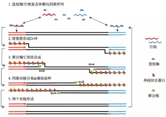 圖1   重組酶聚合酶擴增反應基本原理