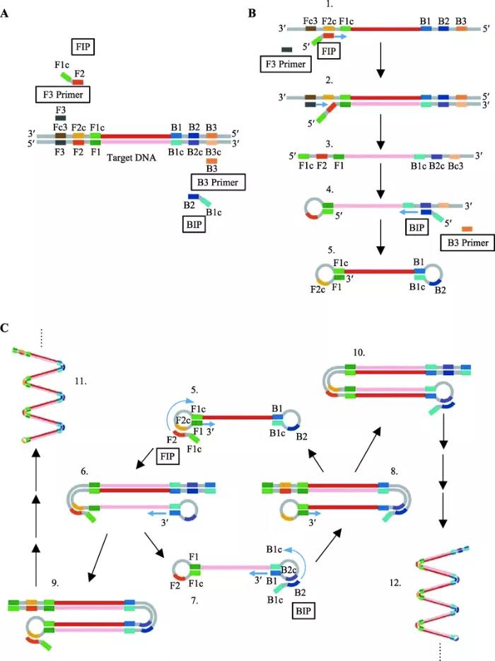 圖2   環介導等溫擴增原理