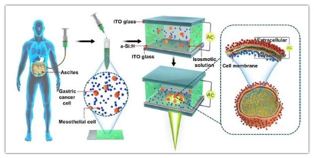 OEK微流控芯片用于檢測腹膜轉移和細胞膜電容