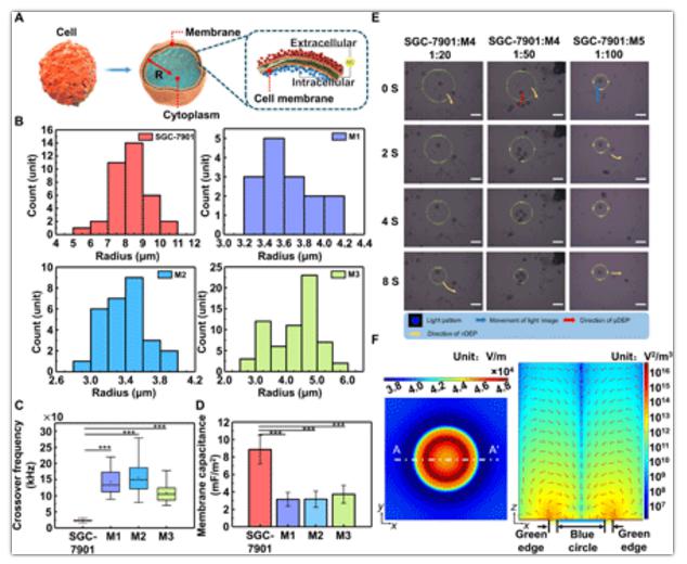 細胞極化模型與細胞分離