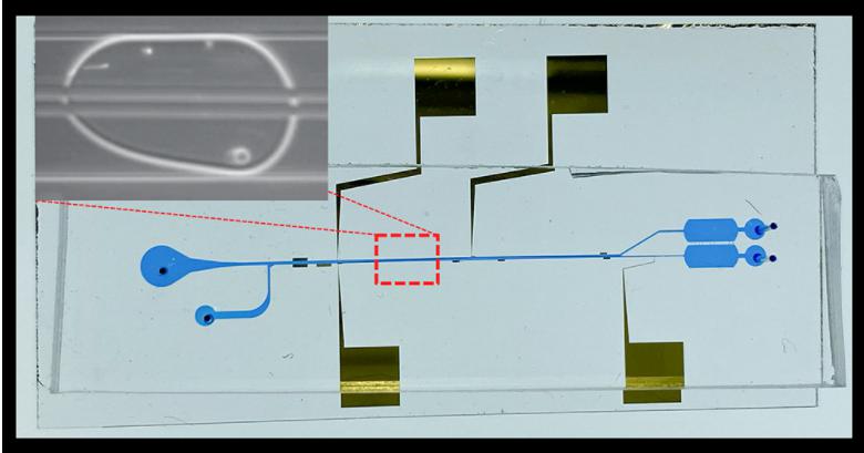 液滴內(nèi)細(xì)胞分離微流控芯片的圖像，顯示了微流控通道和電極。放大圖顯示了宿主細(xì)胞和病原菌細(xì)胞在單個(gè)油包水微滴中分離到頂部和底部