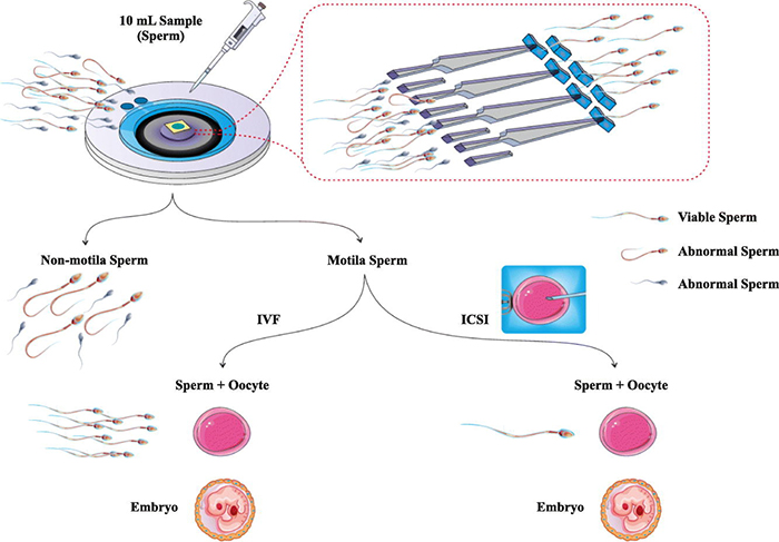 生殖生物學中的微流控技術進展