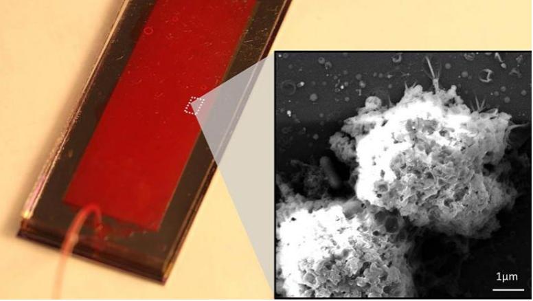 NK-GO微流控芯片