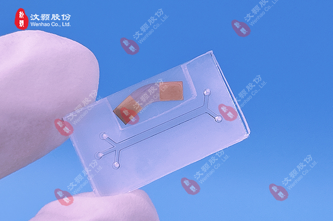 20240102鈮酸鋰叉指電極+PDMS芯片.jpg